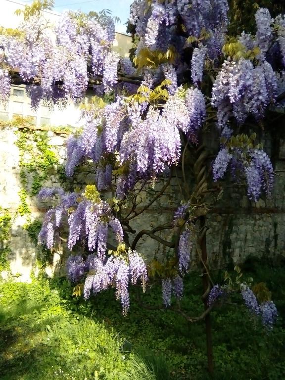 Villa Osmanthus Vicenza Buitenkant foto